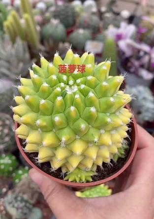 菠萝型仙人球的养殖技巧是什么？