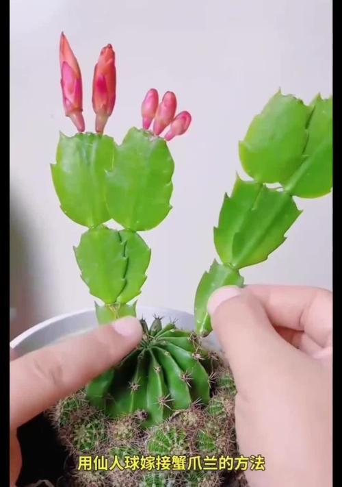 新买的仙人掌需要修剪吗？如何处理？