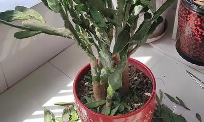 新买的仙人掌需要修剪吗？如何处理？
