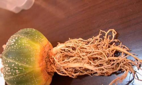 如何在砖墙上种植仙人掌？