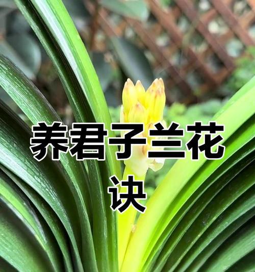 大花型君子兰的养护秘诀是什么？