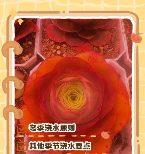 玫瑰花是否应该等到枯萎才浇水？