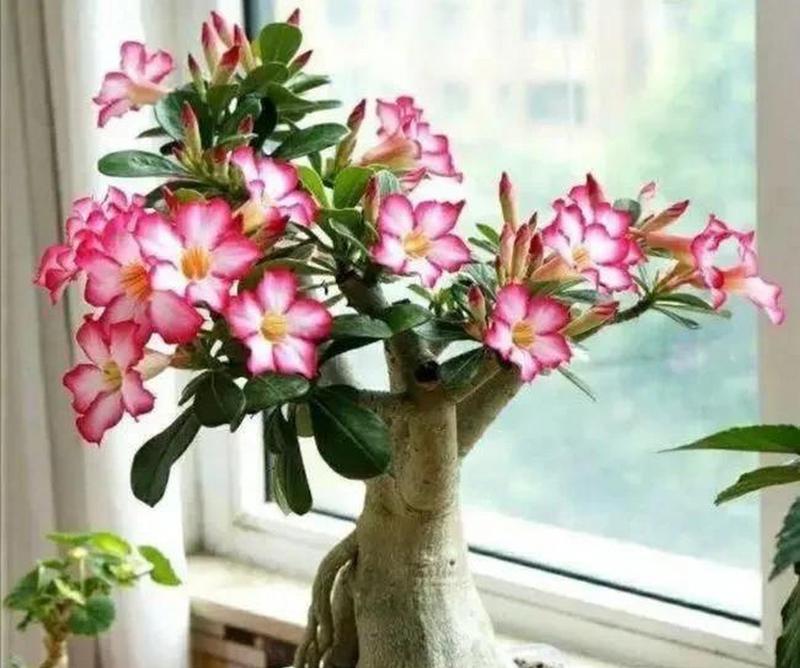玫瑰花是否应该等到枯萎才浇水？