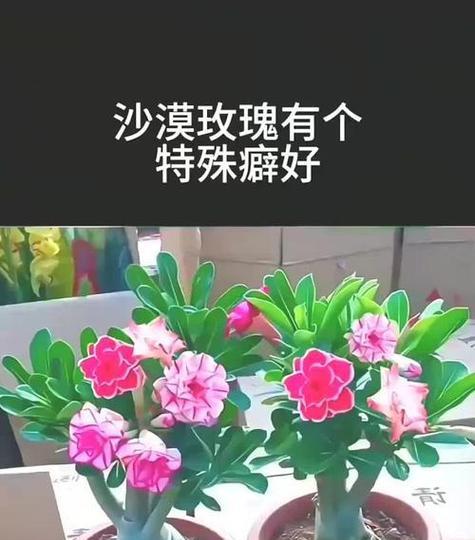 庄园爱心玫瑰花的养殖方法是什么？