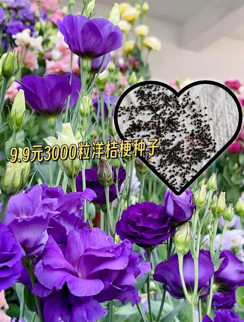 如何使玫瑰花的花期更长？