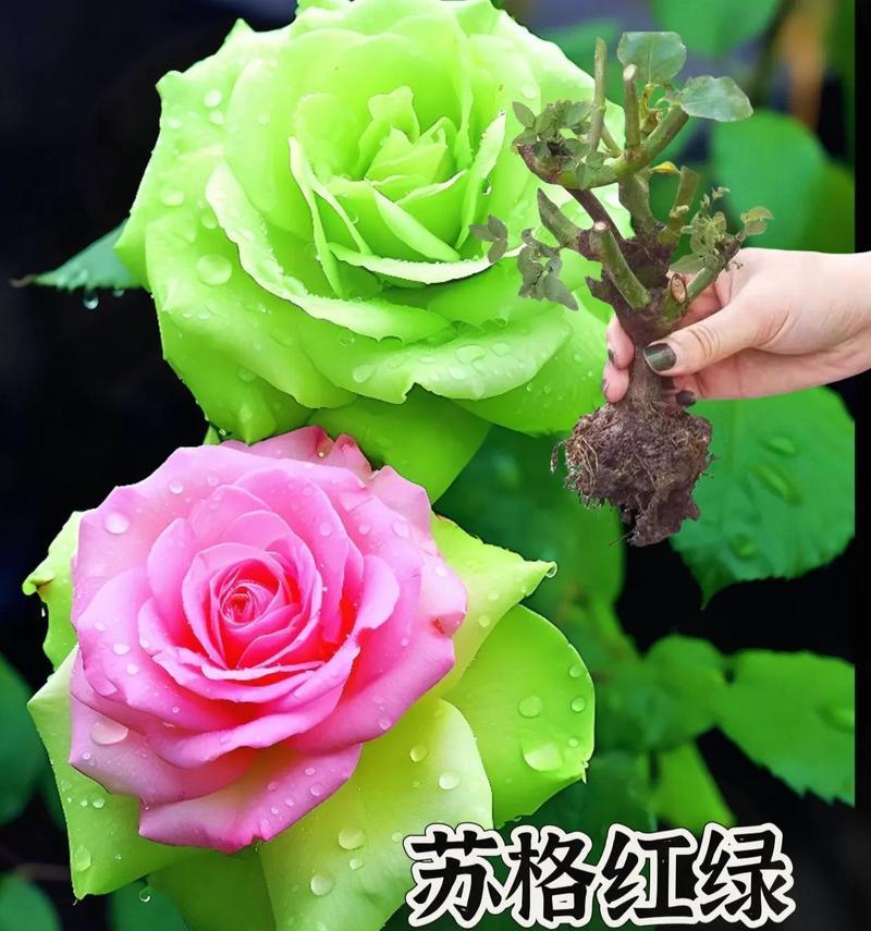 如何使玫瑰花的花期更长？