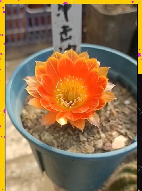 裸根仙人球的种植步骤是什么？