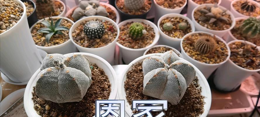 裸根仙人球的种植步骤是什么？