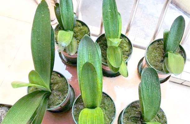 君子兰几年开始长花芽？如何养护？