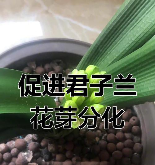 君子兰几年开始长花芽？如何养护？