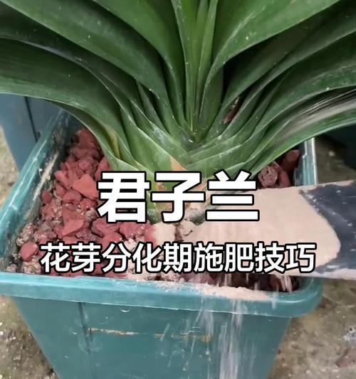 君子兰几年开始长花芽？如何养护？