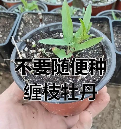 牡丹花叶子不长且干枯应如何处理？