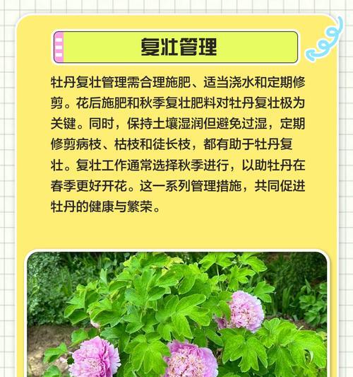 牡丹花叶子不长且干枯应如何处理？