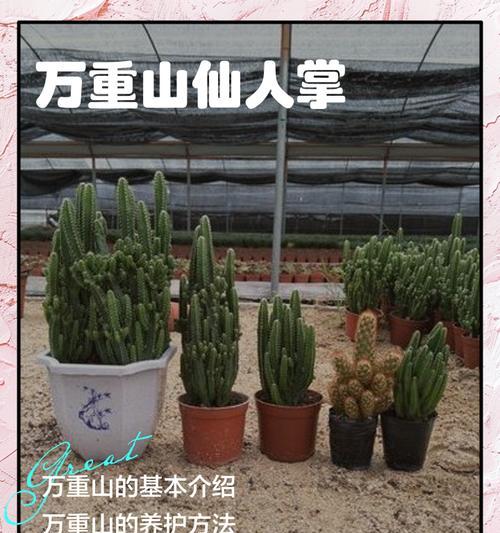 仙人掌虫幼虫的正确养护方法是什么？