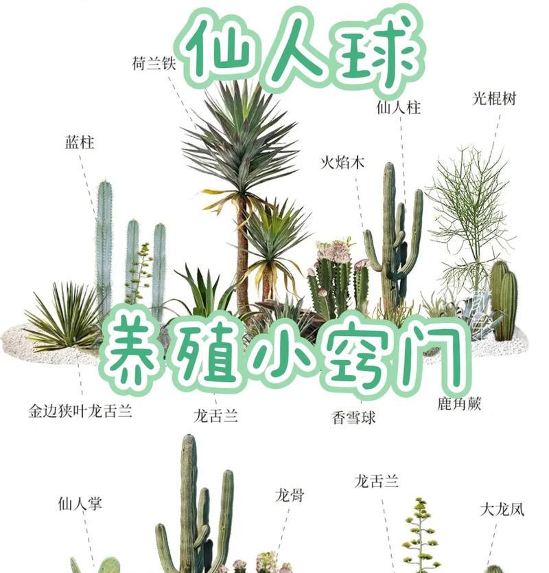 仙人掌虫幼虫的正确养护方法是什么？