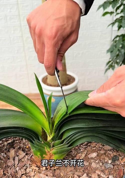 君子兰发芽困难怎么办？如何养护才能顺利开花？