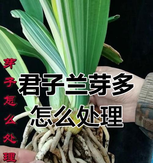君子兰发芽困难怎么办？如何养护才能顺利开花？