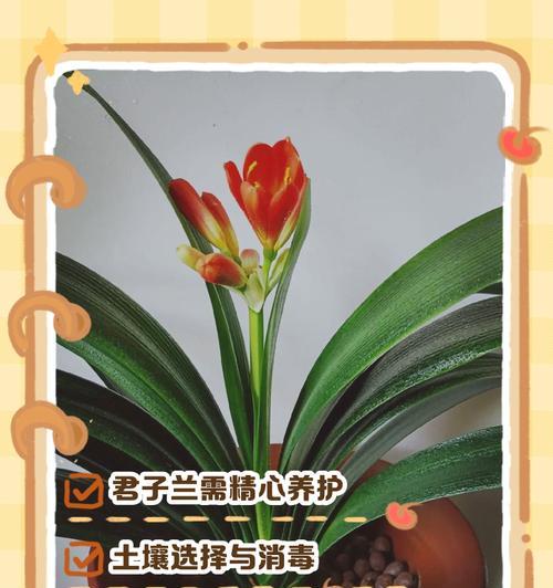 哪种君子兰品种最适合室内养护？如何选择？