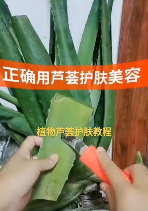 君子兰龙舌芦荟的正确养护方法是什么？浇水频率如何掌握？