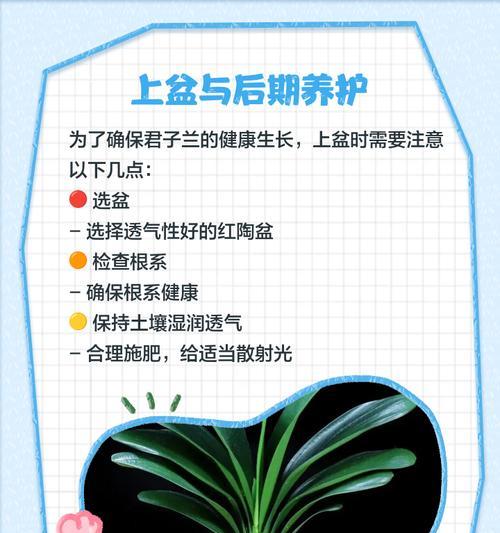 君子兰龙舌芦荟的正确养护方法是什么？浇水频率如何掌握？
