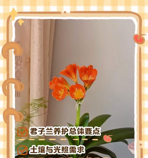 君子兰幼苗仅一片叶子如何培养？养护技巧有哪些？