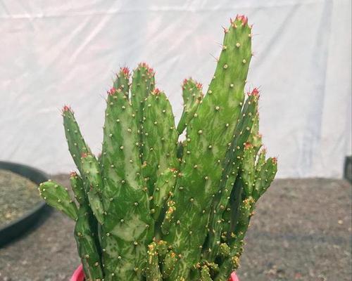 仙人掌盆栽霉菌问题如何解决？预防措施有哪些？