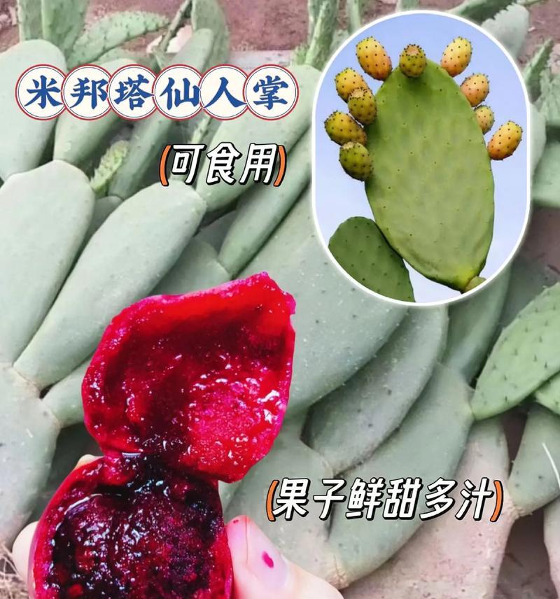 仙人掌盆栽霉菌问题如何解决？预防措施有哪些？