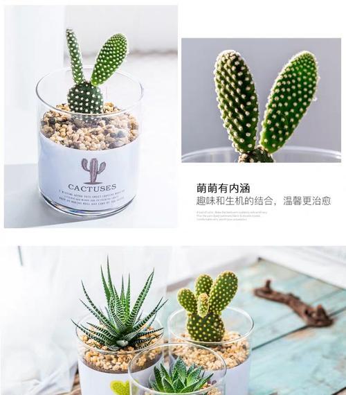 仙人掌盆栽霉菌问题如何解决？预防措施有哪些？