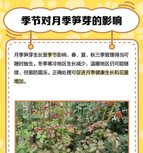 玫瑰花如何养护才能促进笋芽生长？技巧是什么？