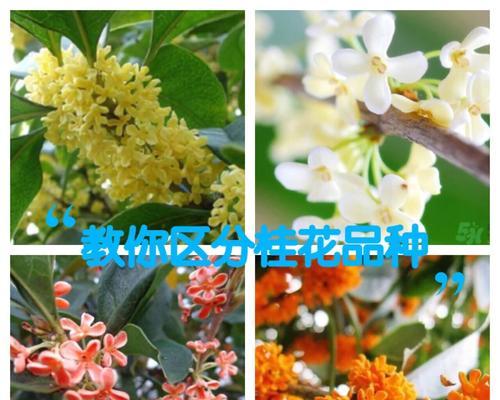 玫瑰花与水仙露的香味有何不同？如何区分？