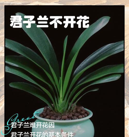 君子兰施肥后几年开花？不开花的原因是什么？