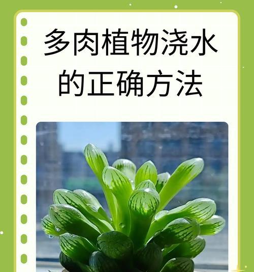 仙人球可以浇饮料吗？正确的浇水方法是什么？