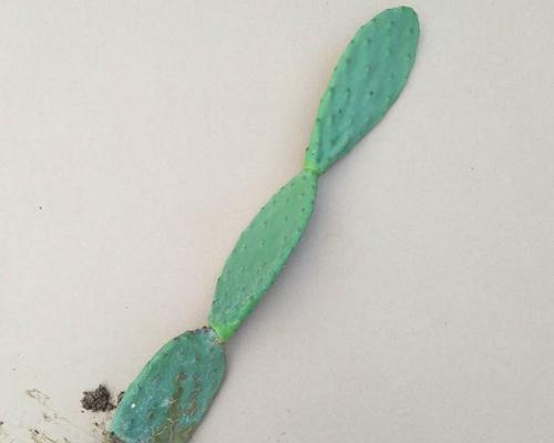 仙人掌种植后如何管理才能提高成活率？