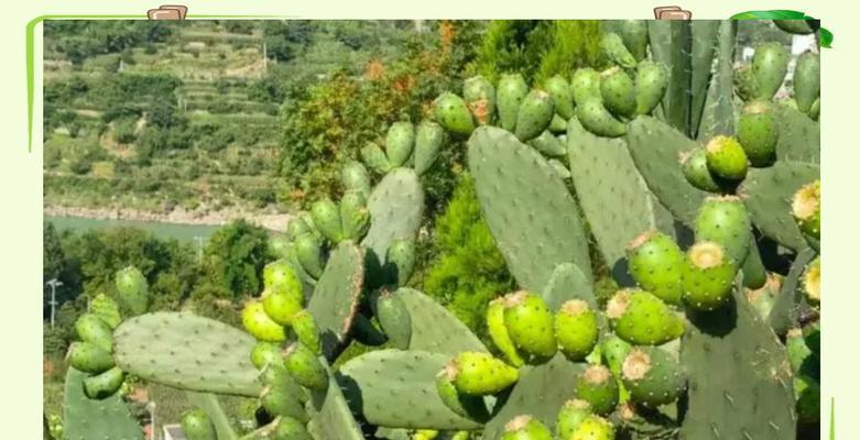 仙人掌种植后如何管理才能提高成活率？