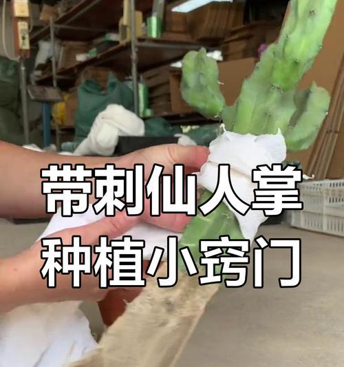 仙人掌种植后如何管理才能提高成活率？