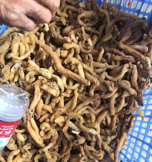 福伦君子兰种子的正确种植步骤是什么？