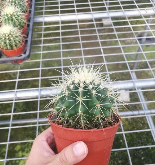 仙人球绿牡丹开花期的养护要点有哪些？