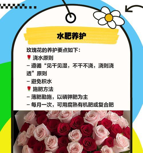玫瑰花如何养护才能避免枯萎？技巧是什么？