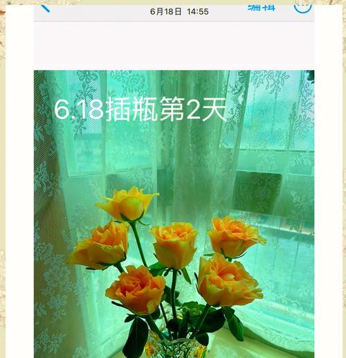 玫瑰花如何养护才能避免枯萎？技巧是什么？