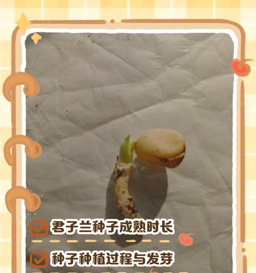 君子兰种子发芽后如何继续养护？使用方法是什么？