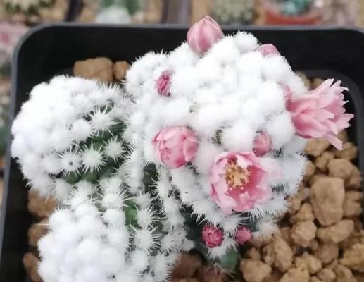 仙人球打籽种植方法是什么？