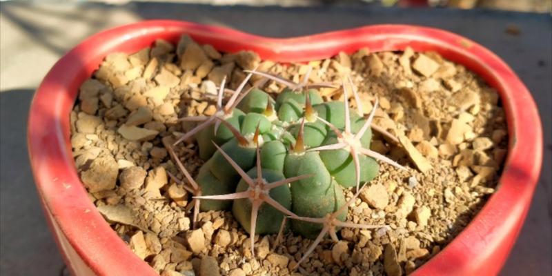 仙人球打籽种植方法是什么？