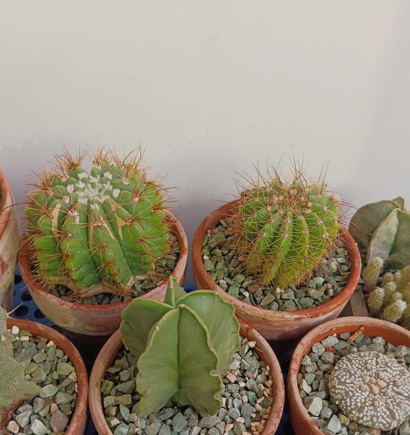 如何用花盆巧克力种植仙人球？