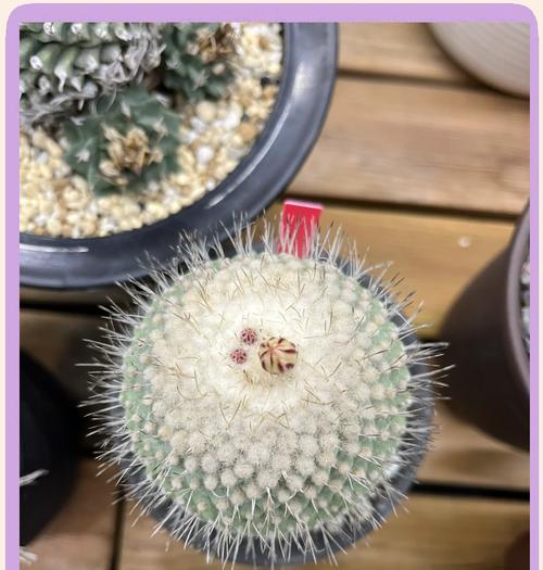室外花盆仙人掌的正确养护方法？