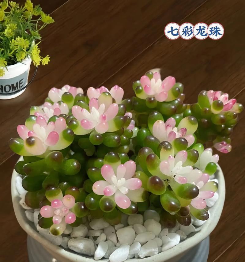 室外花盆仙人掌的正确养护方法？