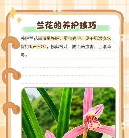 国兰与君子兰养护方法有何不同？