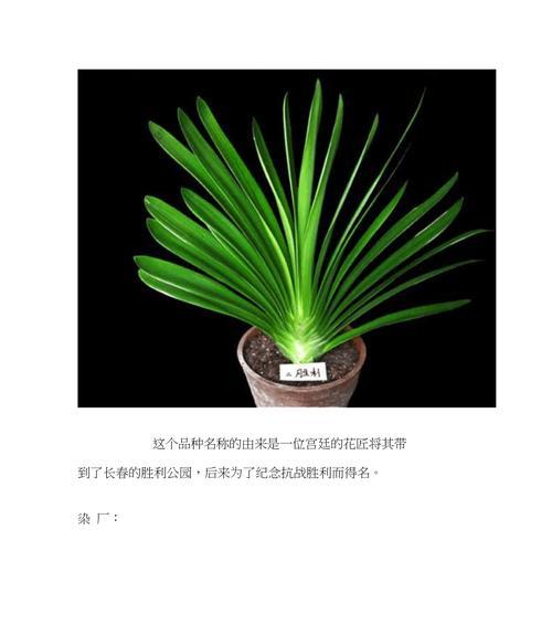 国兰与君子兰养护方法有何不同？