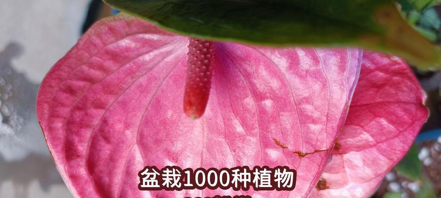 如何制作仙人掌授粉盆景？