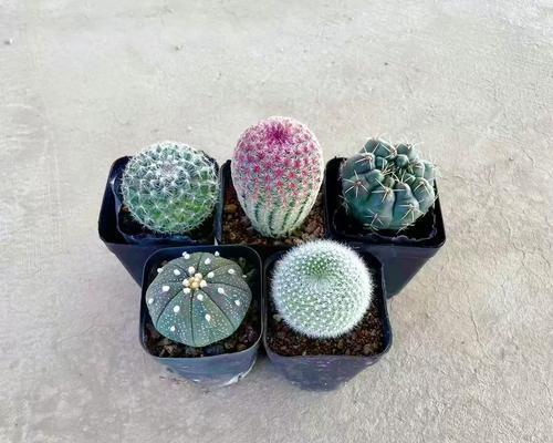 绯花玉仙人球不开花只爆崽的解决方法？