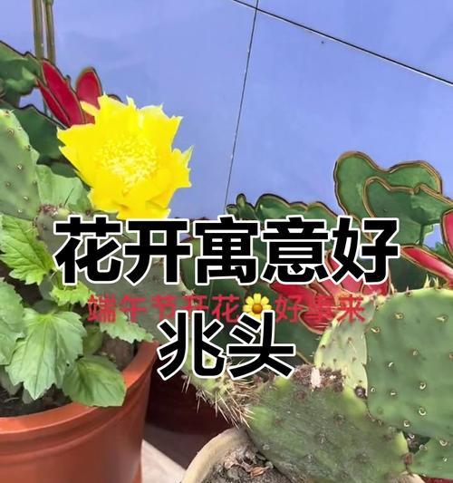 仙人掌枝条开花需要多长时间？